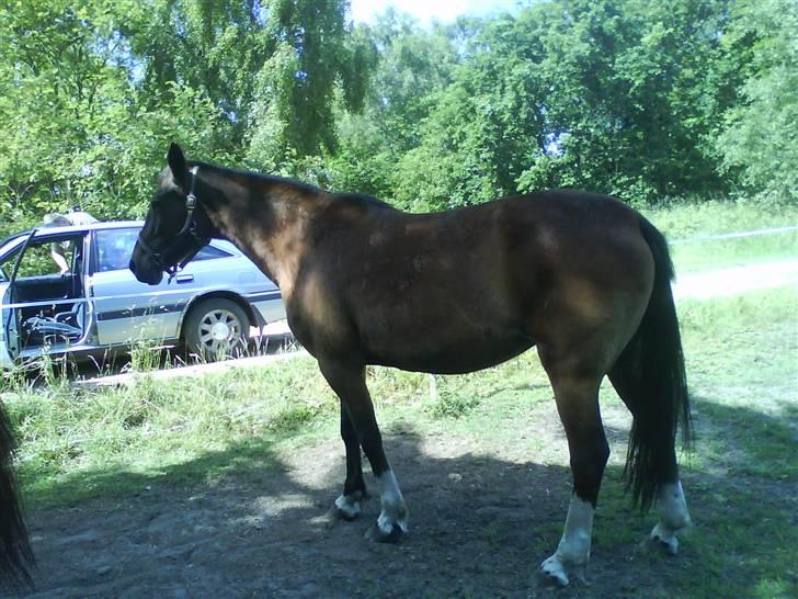 Anden særlig race essie  solgt  billede 2