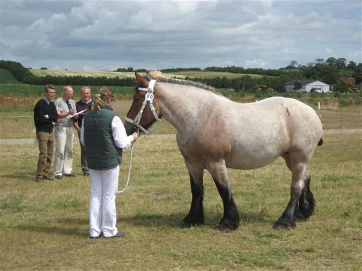 Belgier Dalmoses Bertha (solgt) - Bertha til kåring 11. juli 2009 billede 15