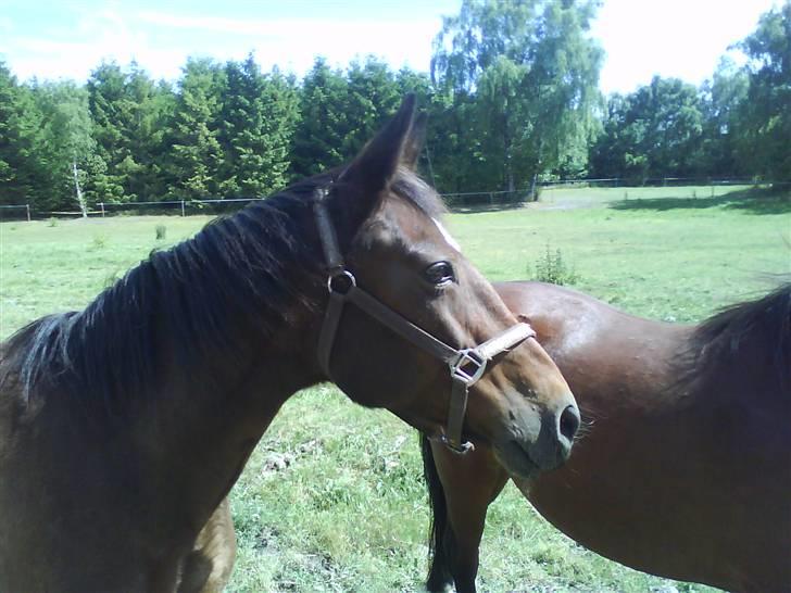 Anden særlig race essie  solgt  billede 3