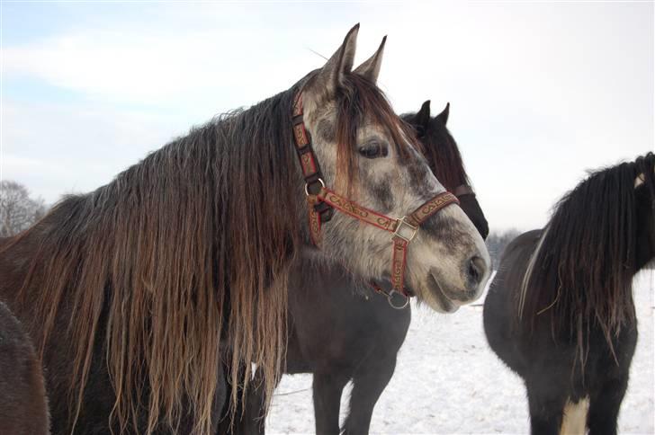 Pura Raza Española Contessa - Her med vinterpels... billede 1