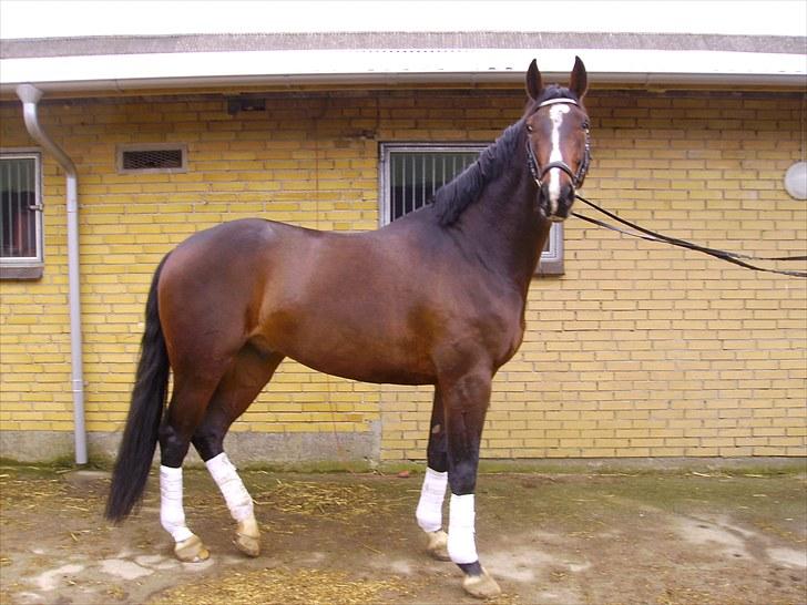 Oldenborg Tronkærs Lukas - starten af 2009, 3år.  billede 3