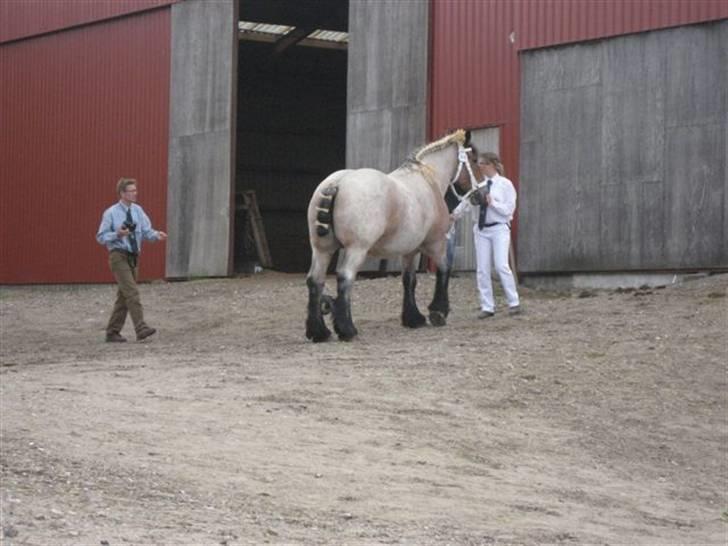 Belgier Dalmoses Bertha (solgt) - Bertha til kåring 11. juli 2009 billede 16