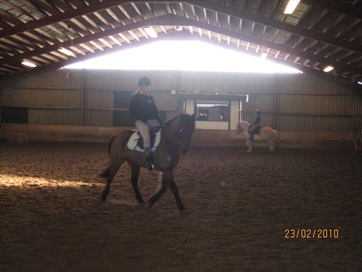 Anden særlig race Albert*KS-pony :'( -ILY!* - En af vores første dressur timer.-ved Josefine. Du var så fin :´) <3 Fotograf - Jos<3 billede 2