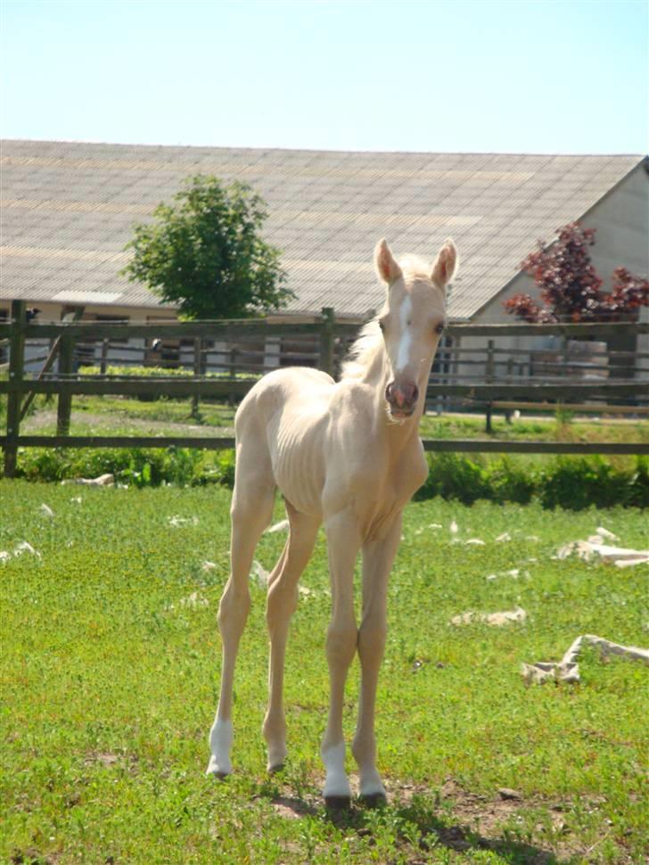DSP Palermo - SOLGT billede 1