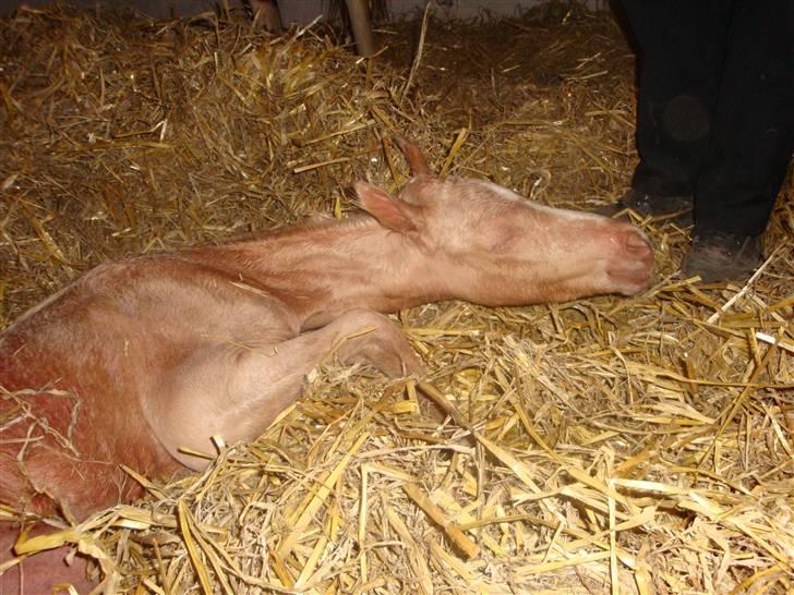 DSP Palermo - SOLGT - cirka én halv time gammel.. billede 2