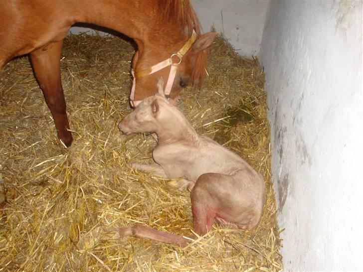 DSP Palermo - SOLGT - cirka én halv time gammel billede 3