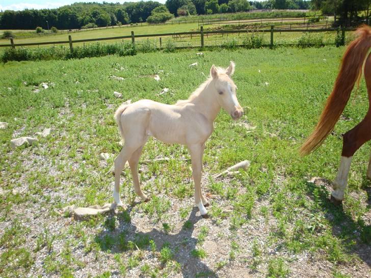 DSP Palermo - SOLGT - 2 dage gammel cirka billede 4