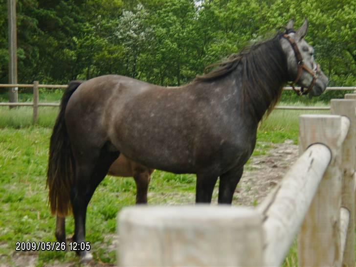 Pura Raza Española Contessa billede 2