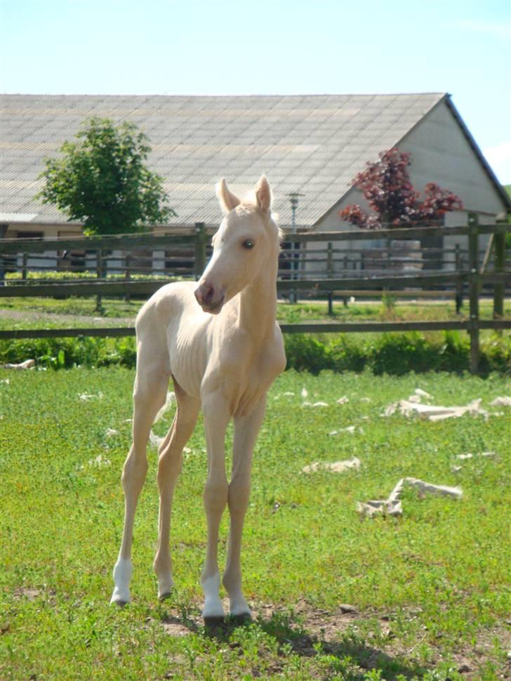 DSP Palermo - SOLGT - 3 dage gammel cirka. billede 5