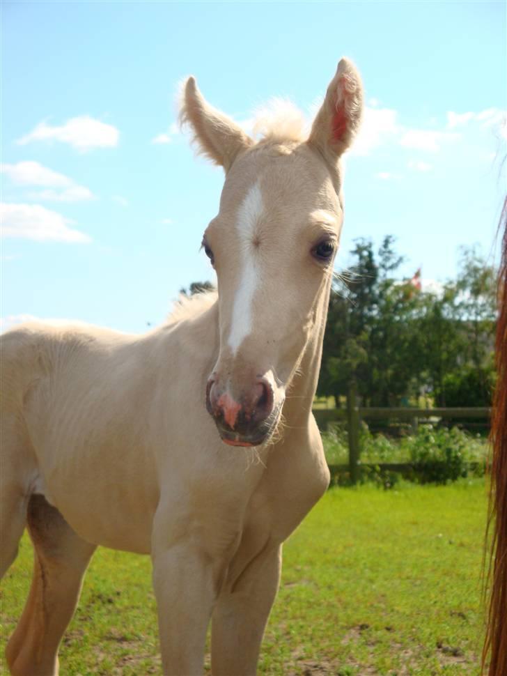 DSP Palermo - SOLGT - smukke dreng billede 7