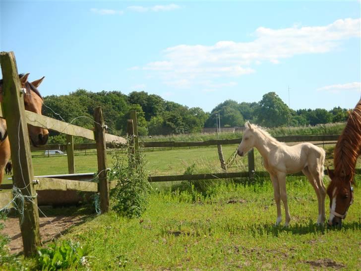 DSP Palermo - SOLGT - jaaah nysgerrig allerede fra dag 2, det var mor ikke så vild med ;) billede 8