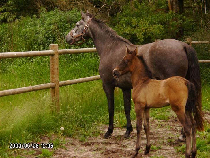 Pura Raza Española Contessa - Her med sit hoppeføl Espiranza, som også snart bliver oprettet herinde. billede 3