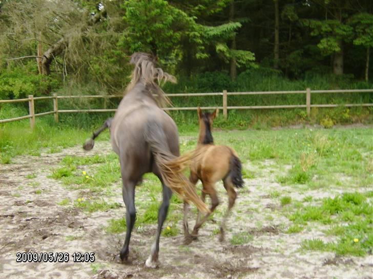 Pura Raza Española Contessa - Her kom der fut i tøserne... billede 4