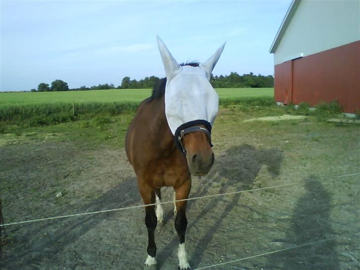 Anden særlig race essie  solgt  billede 7