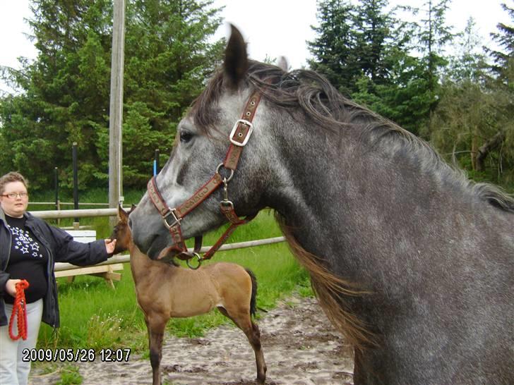 Pura Raza Española Contessa billede 5