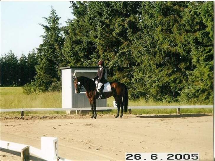 Hollandsk Varmblod Zorro - R.I.P 10/4 - 08 - Stævne i skæve i 2005. LE tror jeg :b billede 20
