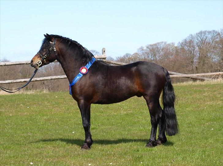 Dartmoor # Flying Pokemon AVLSHINGST # - BEST IN SHOW hingsteparaden på Dorthealyst 2010 billede 8