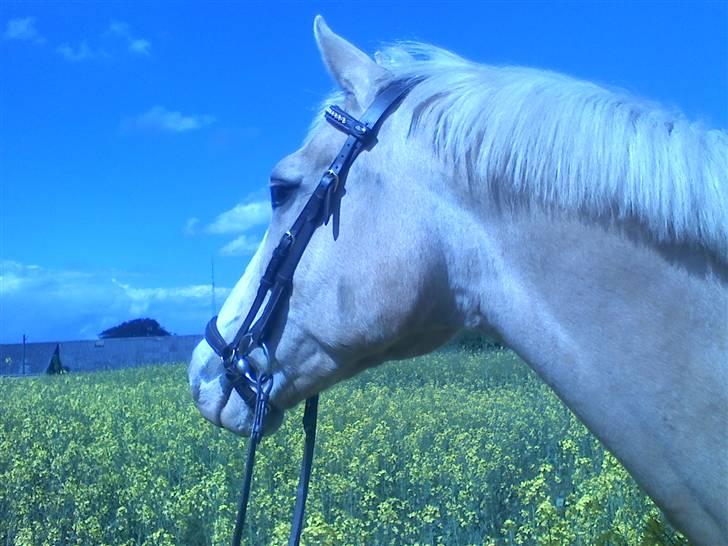 Anden særlig race Valdemar af Lillevang - Smukke hesten! billede 19