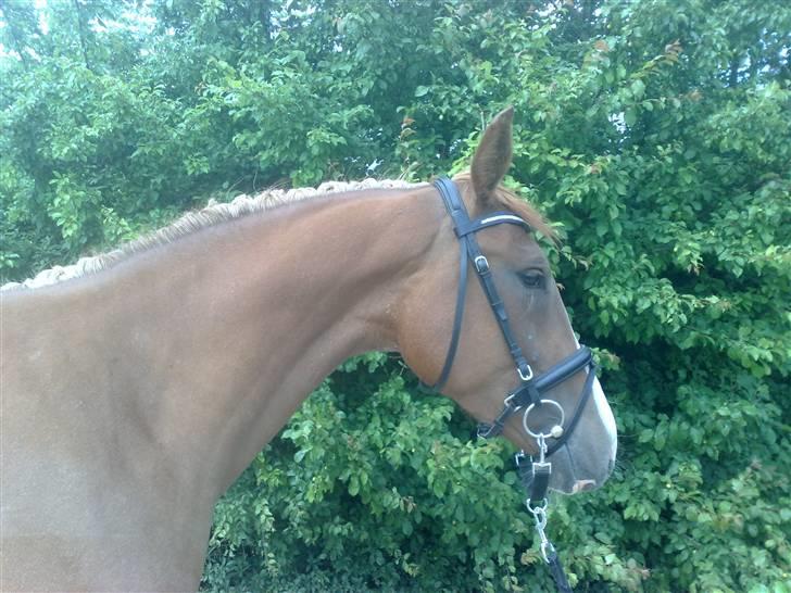 Anden særlig race I Wish (Solgt) billede 1