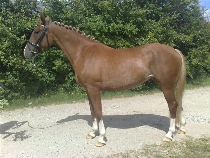 Anden særlig race I Wish (Solgt) billede 2