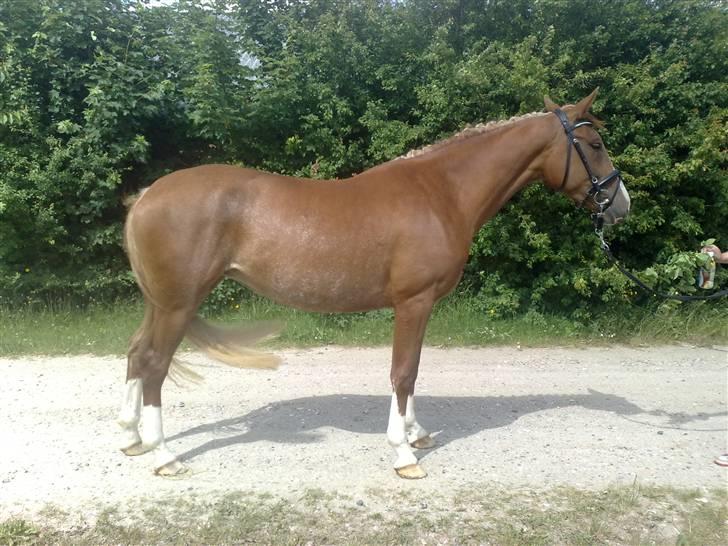 Anden særlig race I Wish (Solgt) billede 3