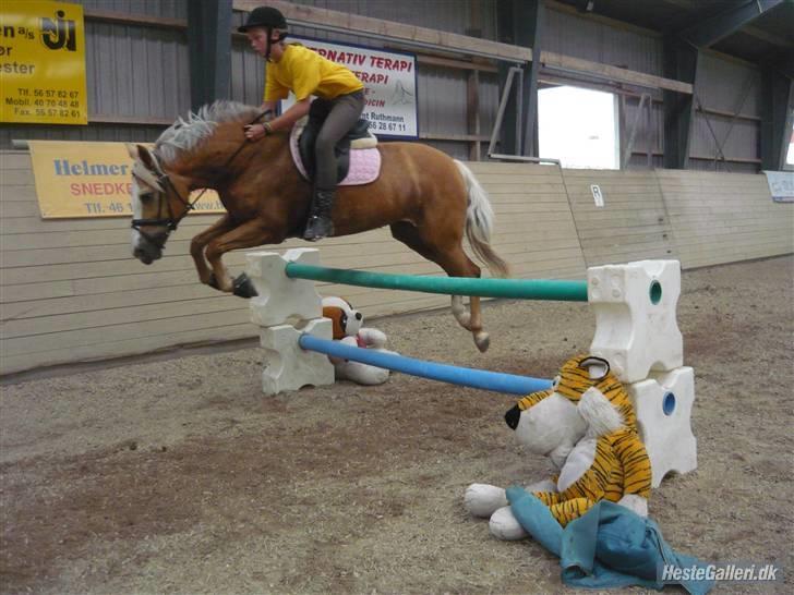 Hollandsk Sportspony  Calibra - solgt..RIP :-( - fotograf; signe marie sørensen. billede 18