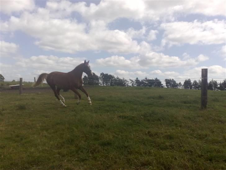 Anden særlig race I Wish (Solgt) billede 4