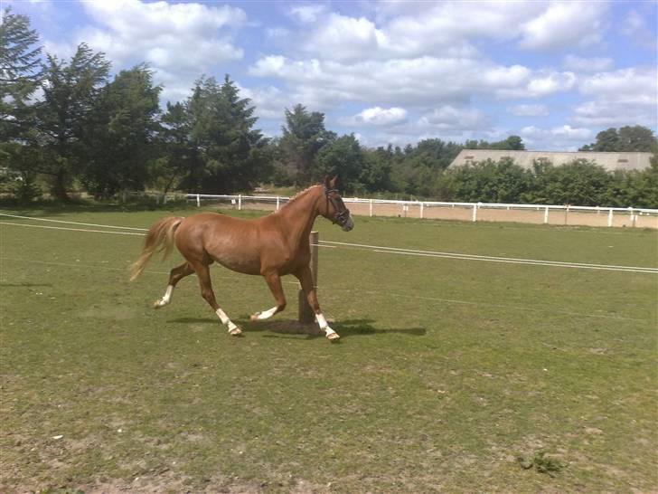 Anden særlig race I Wish (Solgt) billede 5