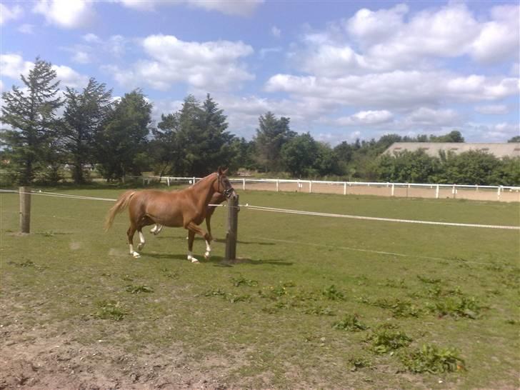 Anden særlig race I Wish (Solgt) billede 7