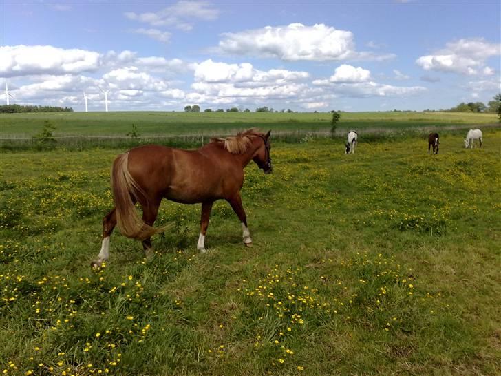 Anden særlig race I Wish (Solgt) billede 8