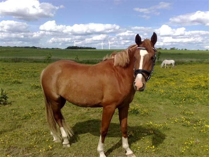 Anden særlig race I Wish (Solgt) billede 9