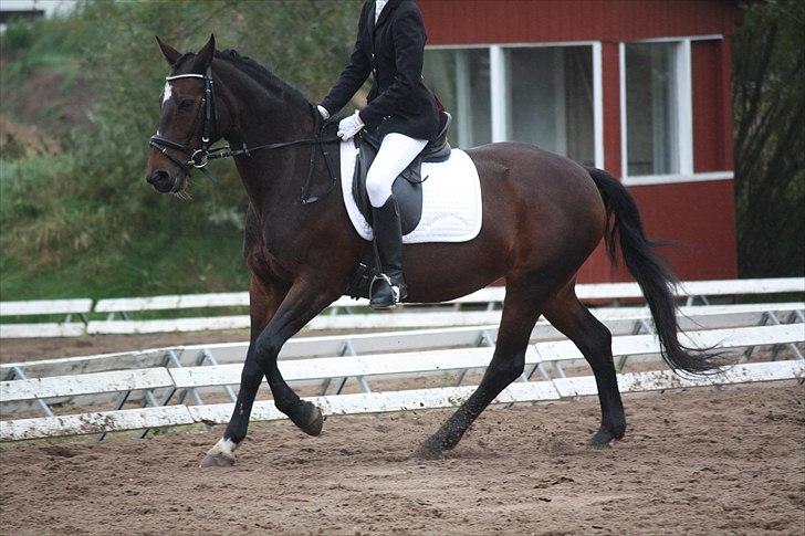 DSP Midnight Diamond - Nibe cup 2010, lb1 - første plads! Foto: Stina Konnerup. billede 8