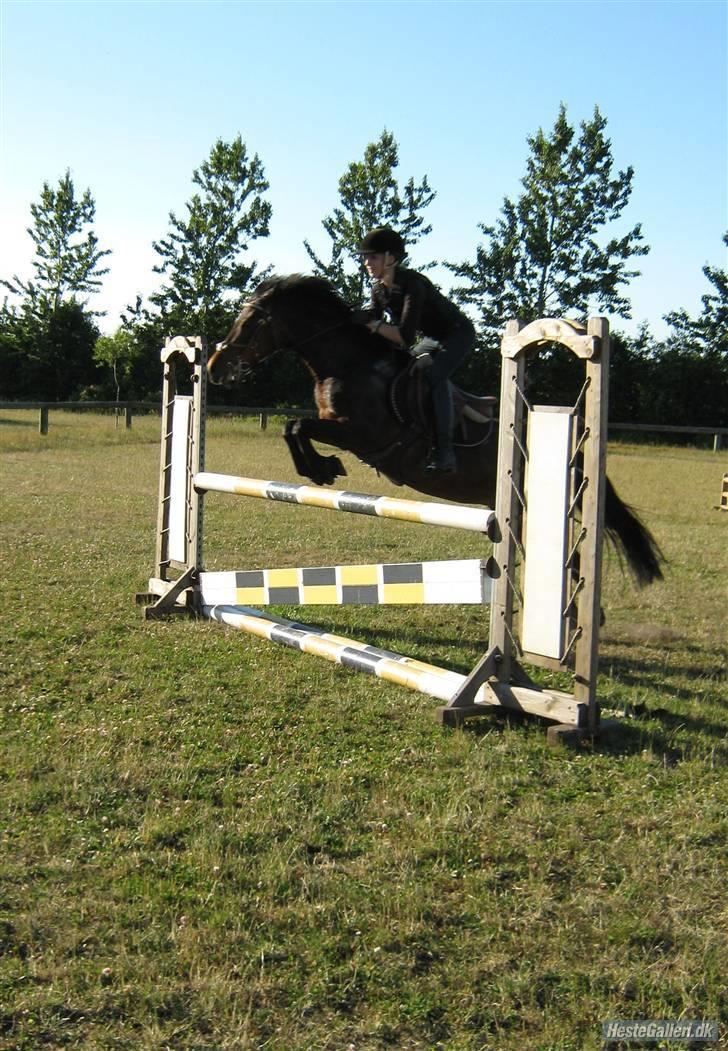 Hollandsk Sportspony - Topgun (har redet) - ca. 105 :D billede 19
