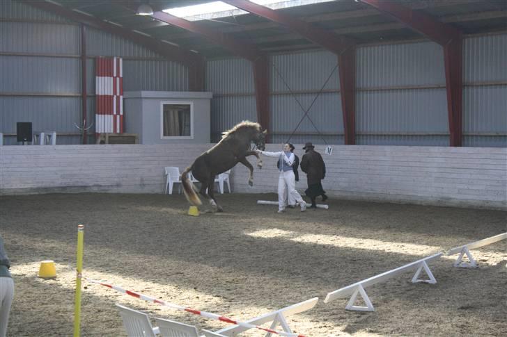 New Forest Folehaves Nathali * klubmester i spring 2013* - Mountain and Moorland show den 6-3-2010 billede 13