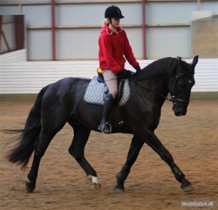Oldenborg Carius Stengaard † - Dressur kursurs, smukke dyr<3 Foto. Kent billede 4