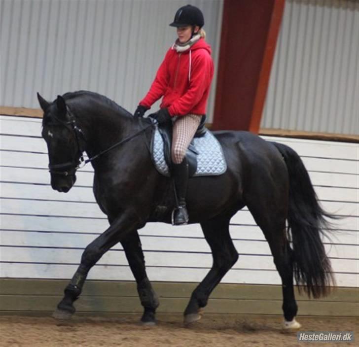 Oldenborg Carius Stengaard † - Dressur kursurs:D Foto: Kent billede 9