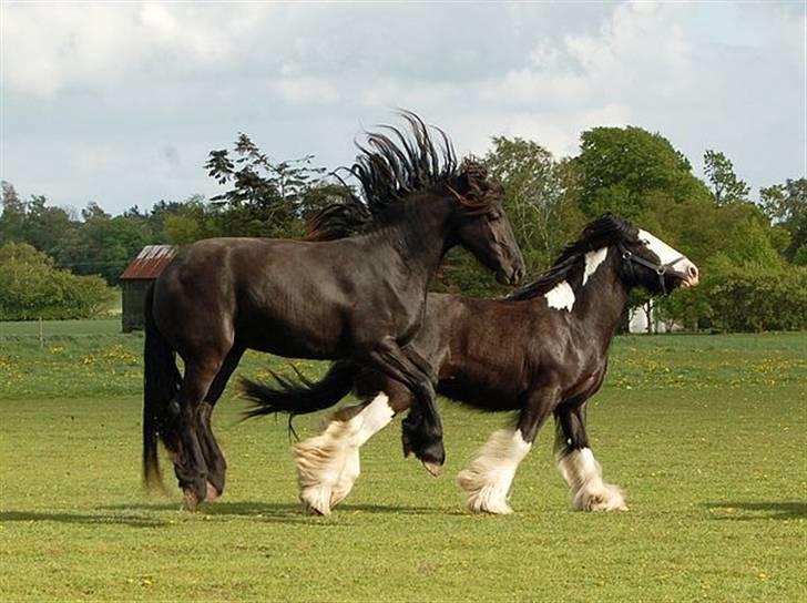 Frieser Tikki - Hvad kaldes denne gangart? billede 7