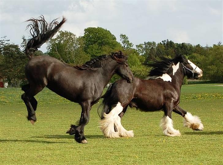 Frieser Tikki - Hun kan lige netop f&#229; den tunge m&#229;s over jorden... billede 8