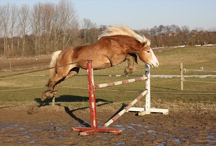 Haflinger Freja - Dét kalder jeg en springpony! ;-) Marts 2011 billede 9