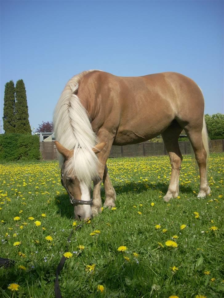 Haflinger Lady billede 16