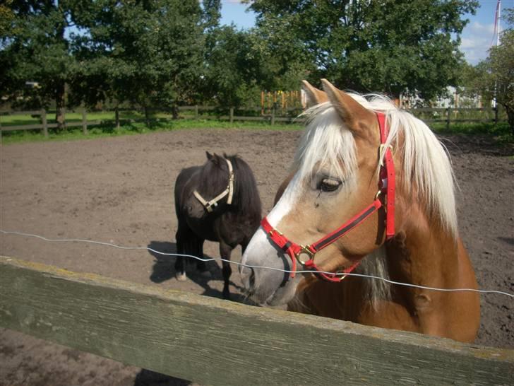 Haflinger Lady billede 17