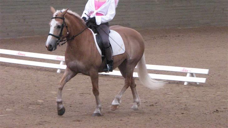 Haflinger Lady billede 18