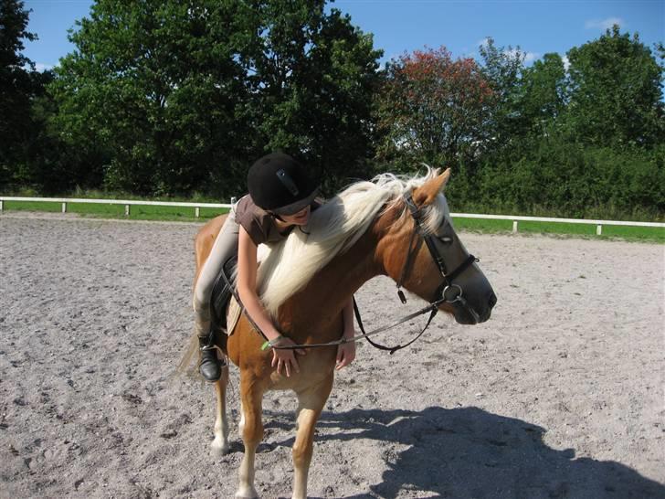 Haflinger Lady billede 19