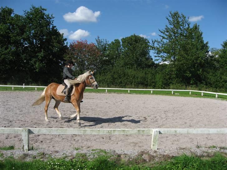 Haflinger Lady billede 20