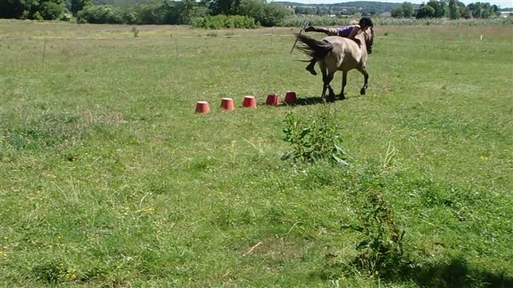 Konik Polski Mr. Bølle Bob SOLGT ;S billede 8
