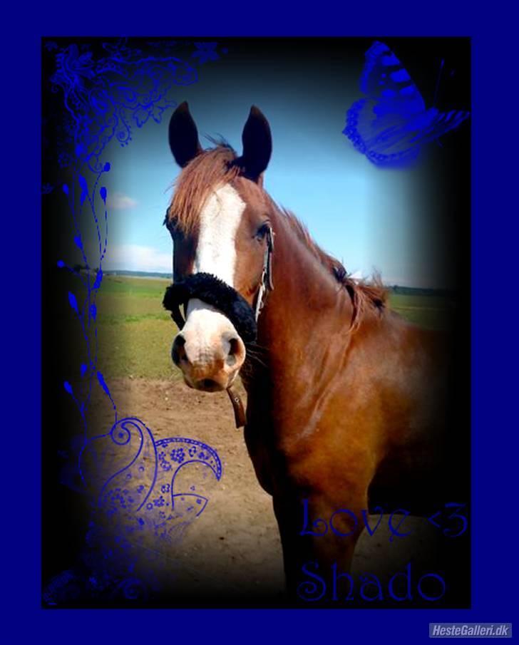Arabisk fuldblod (OX) ryttergårdens Shado - velkommen til shado`s profil billede 1