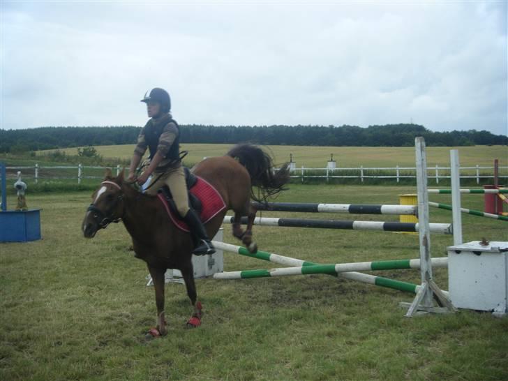 New Forest Nielands Mariebelle - tungen lige i munden, så går det nok billede 18