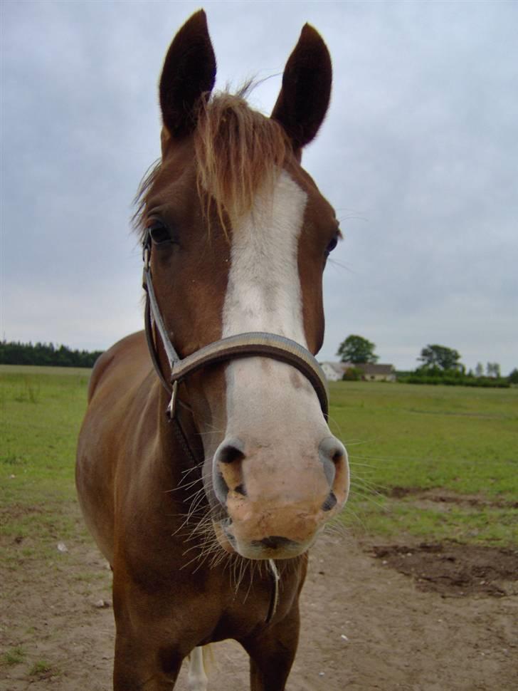 Arabisk fuldblod (OX) ryttergårdens Shado billede 2