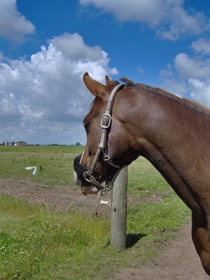 Arabisk fuldblod (OX) ryttergårdens Shado billede 3