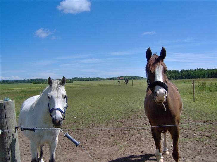 Arabisk fuldblod (OX) ryttergårdens Shado billede 4